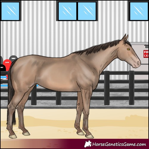 Horse Color:Amber Champagne 