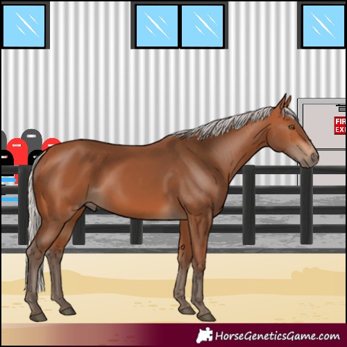 Horse Color:Silver Bay