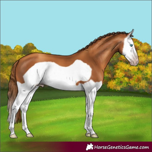 Horse Color:Gray Gold Champagne Splash Frame 