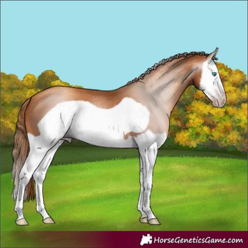 Horse Color:Gray Gold Champagne Splash Frame