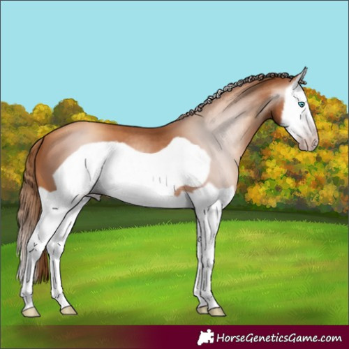 Horse Color:Gray Gold Champagne Splash Frame 