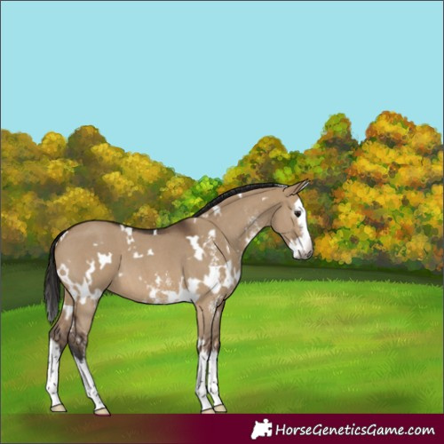 Horse Color:Gray White Spotted Bay Dun Sabino Splash 