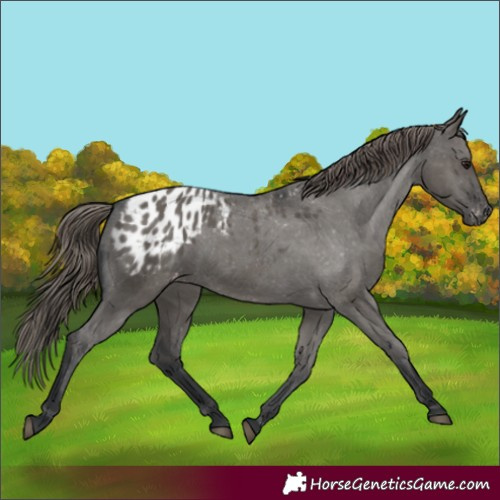 Horse Color:Grullo Appaloosa 