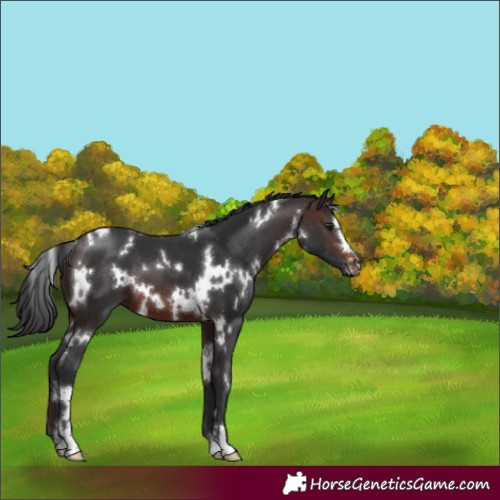 Horse Color:White Spotted Brown 