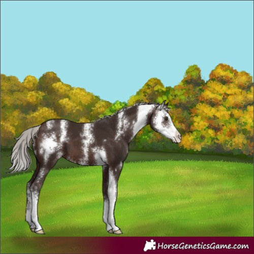Horse Color:Silver Brown Sabino