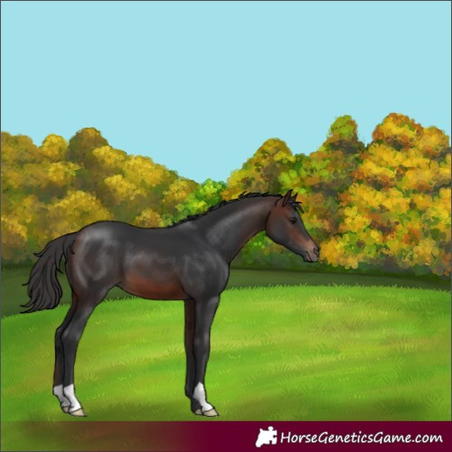 Horse Color:Brown