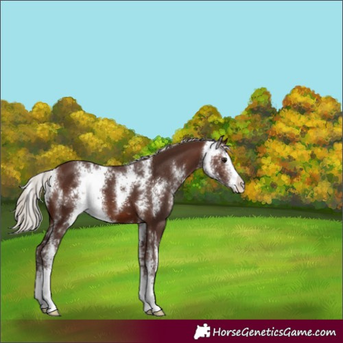Horse Color:Silver Brown Sabino