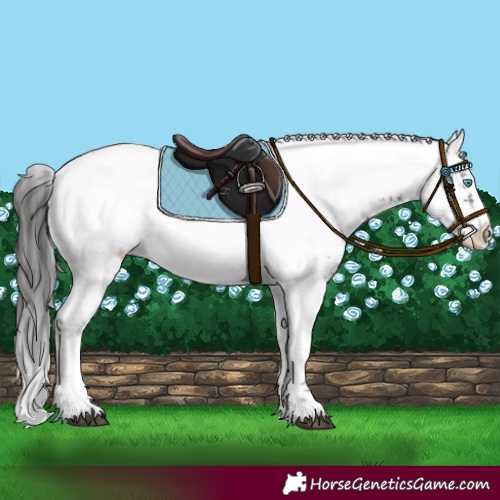 Horse Color:Liver Chestnut Frame 