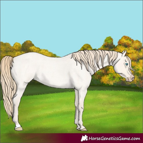 Horse Color:Perlino Roan Dun 