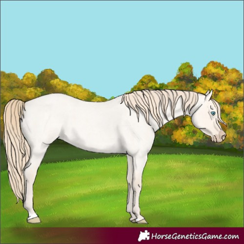 Horse Color:Perlino Roan Dun 