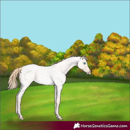 Horse Color:Perlino Roan Dun 