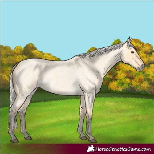 Horse Color:Silver Buckskin Roan Dun