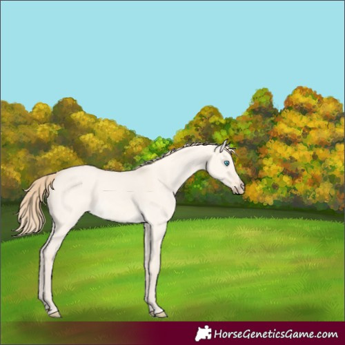 Horse Color:Perlino Dun