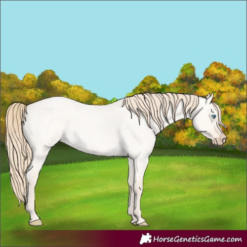 Horse Color:Perlino Roan Dun 