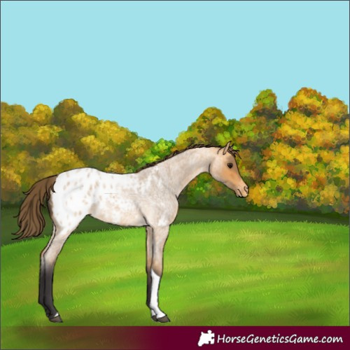 Horse Color:Buckskin Roan Tobiano Appaloosa