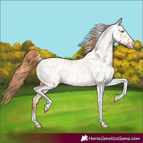 Horse Color:Gold Champagne Roan Dun Splash Tobiano Frame Appaloosa Rabicano 