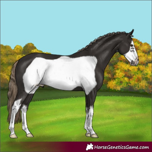 Horse Color:White Spotted Liver Chestnut Frame