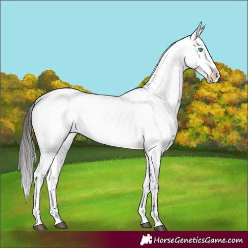 Horse Color:Liver Chestnut Frame 