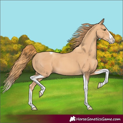 Horse Color:Gold Champagne Splash Tobiano 