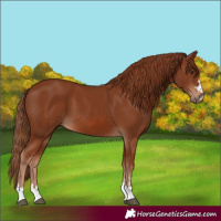 Horse Color:Chestnut 