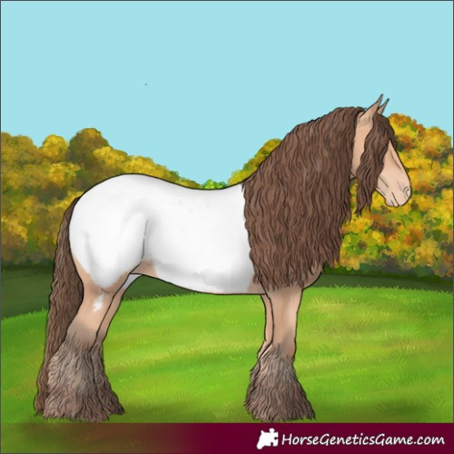 Horse Color:Amber Champagne Appaloosa 