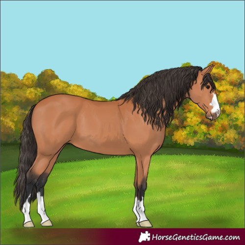 Horse Color:Bay 