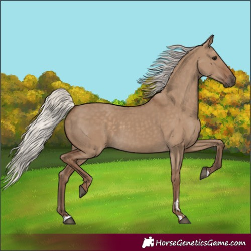 Horse Color:Silver Grullo