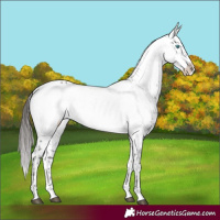 Horse Color:Liver Chestnut Frame 