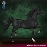 Horse Color:Gray Black Tobiano