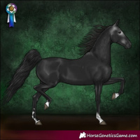 Horse Color:Gray Black Tobiano 