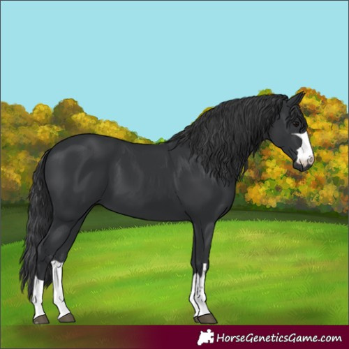 Horse Color:Black 