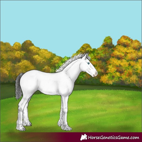 Horse Color:Liver Chestnut Frame 