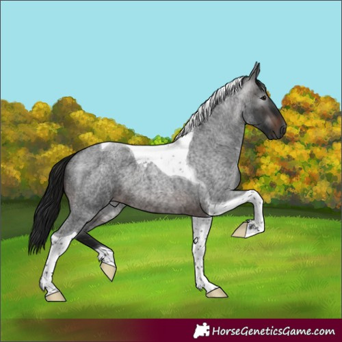 Horse Color:Gray Brown Roan Tobiano 