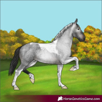 Horse Color:Gray Brown Roan Tobiano 