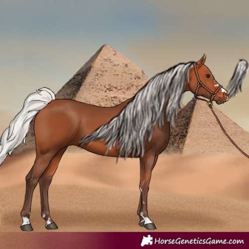 Horse Color:Silver Bay 