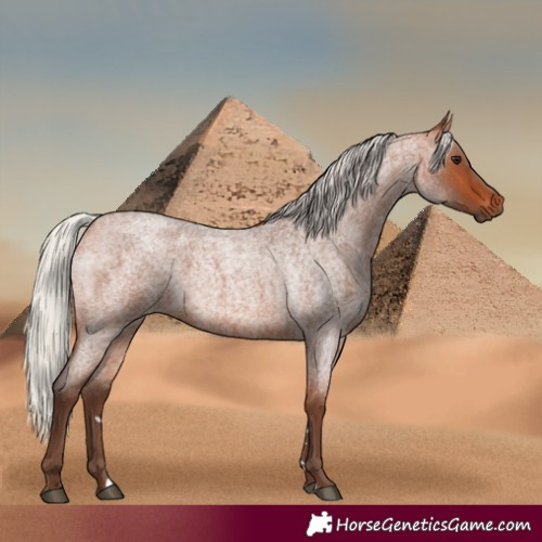 Horse Color:Silver Bay Roan 