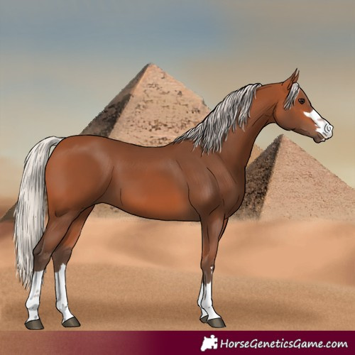 Horse Color:Silver Bay 