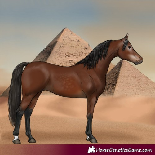 Horse Color:Gray Bay 