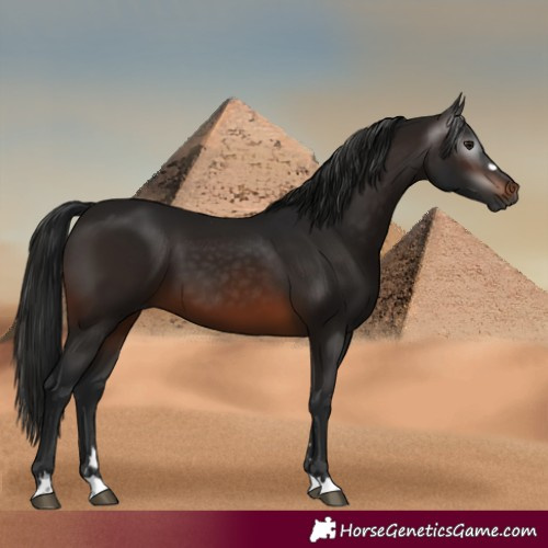 Horse Color:Gray Brown 