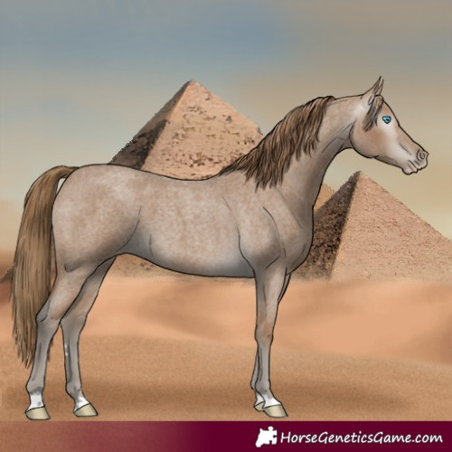 Horse Color:Gray Smoky Creme Roan 