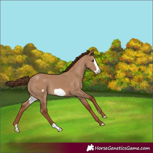 Horse Color:Red Dun Frame Appaloosa 