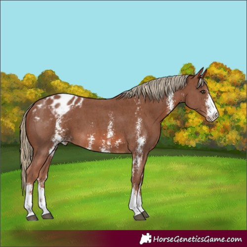 Horse Color:Chestnut Sabino Appaloosa 