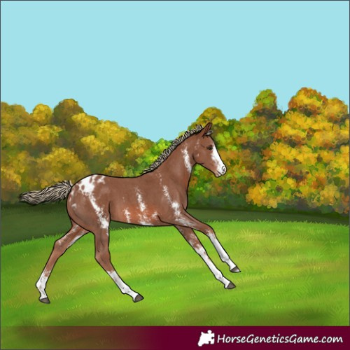 Horse Color:Chestnut Sabino Appaloosa