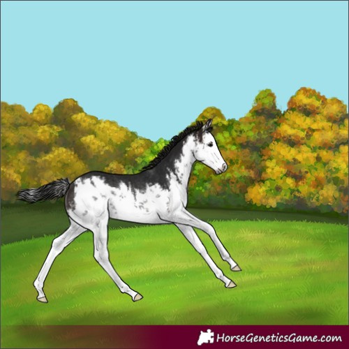 Horse Color:Gray White Spotted Bay Splash Rabicano 
