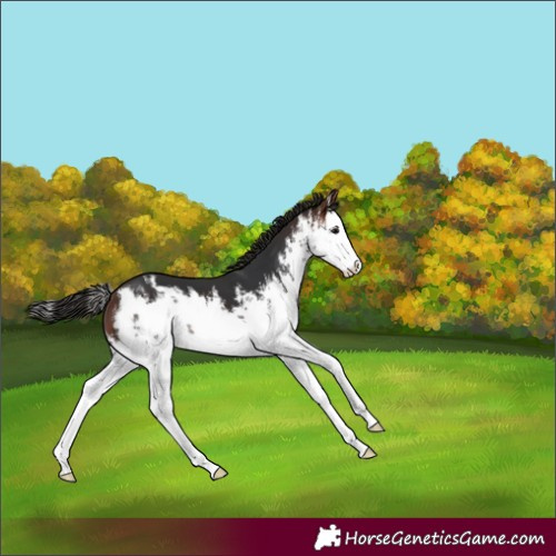 Horse Color:White Spotted Bay Splash