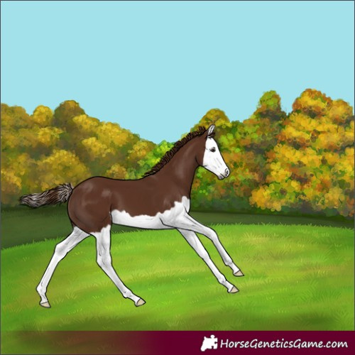 Horse Color:Gray Chestnut Splash