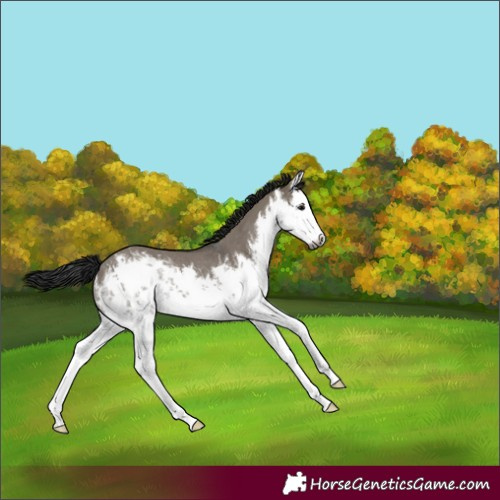 Horse Color:Gray White Spotted Grullo Splash Rabicano 