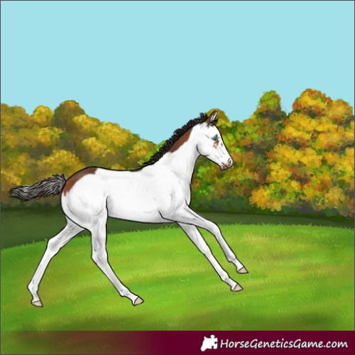 Horse Color:White Spotted Bay Splash Frame