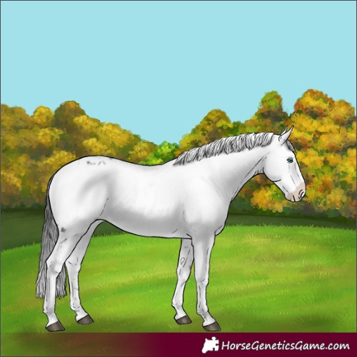 Horse Color:Liver Chestnut Frame 