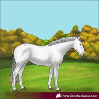 Horse Color:Liver Chestnut Frame 